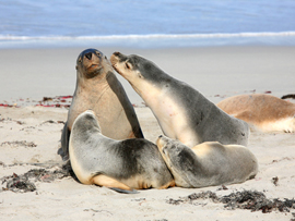 Seals at Seal Bay